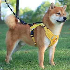 II [h pn[lX ȃybgpi  n[lX͉KňS ybgpi hbOpi hՌ Ȃ nht pSxg͒\ p[h͎U