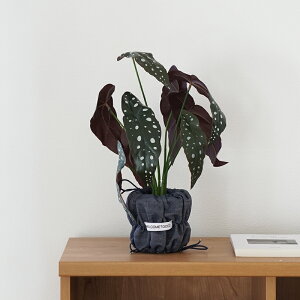 yŋzztFCNO[ ϗtA Xe xSjA lHϗtA  CeA  k ؍CeA 40cm  O[ CeA A