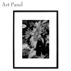 モノクロ アート 飾る 花 ひまわり 額縁 壁掛け インテリア 写真 空間ディスプレイ アート フレーム オブジェ 小物 装飾 雑貨