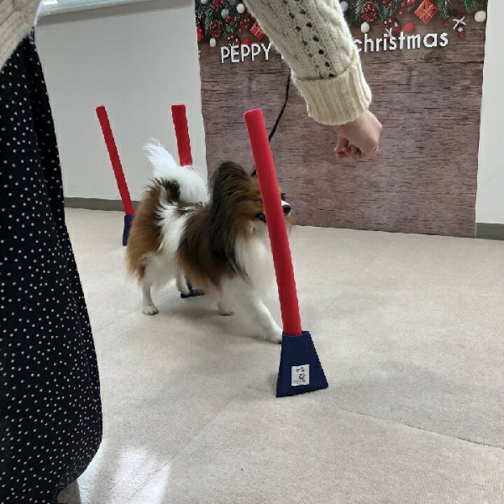 楽天市場】アジリティ スラローム3個セット 犬 おもちゃ 室内 遊び 