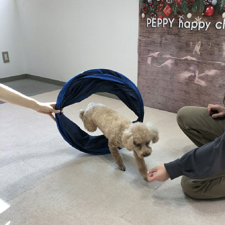 ｓｉｐｐｏｌｅアジリティ トンネル 室内 トレーニング 遊び おもちゃ 犬