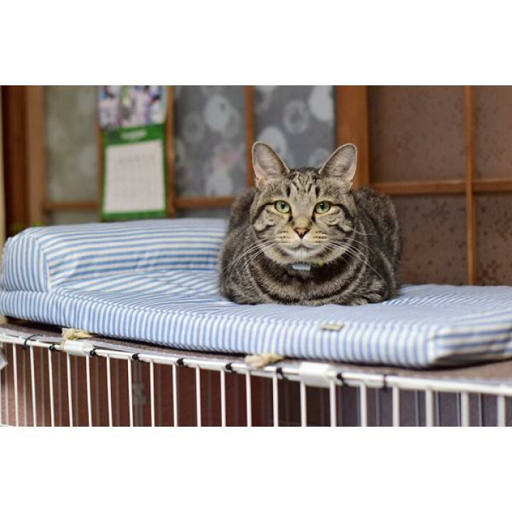 上質で快適 温度調整できるドーム型ベッド 猫 ねこ ベッド ドーム 冷 温 シンプル インテリア ペット ペピイ PEPPY terahaku.jp