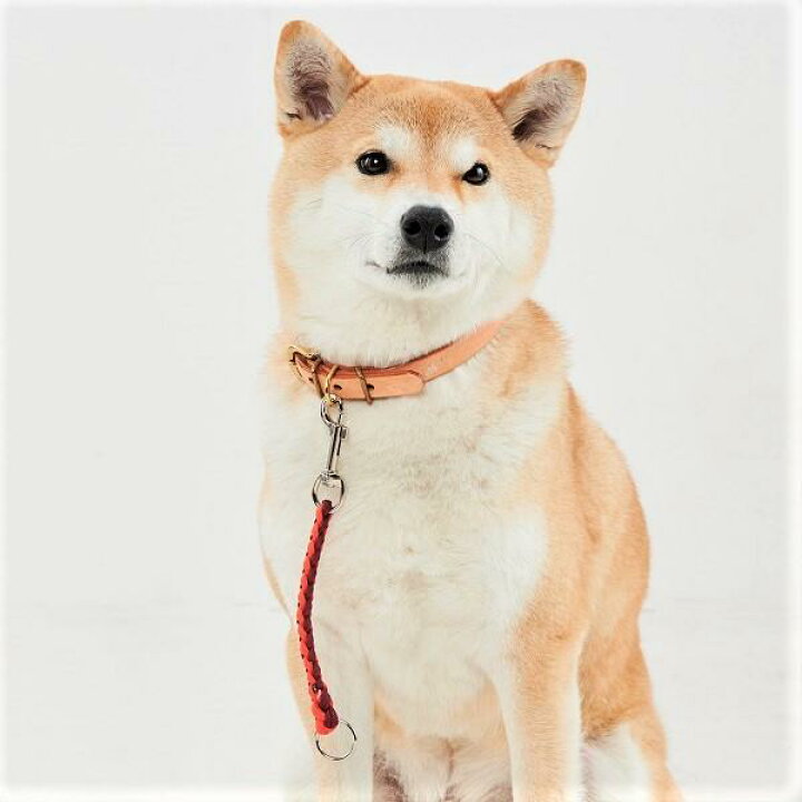 楽天市場 お散歩上手ショートリード 犬 いぬ 散歩 お出かけ ペット ペピイ Peppy Peppy ペピイ 楽天市場店