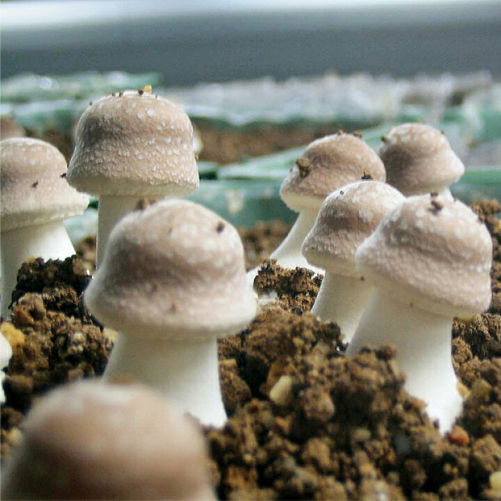 楽天市場】姫マツタケ 顆粒 60g 2g×30包 アガリクス サプリメント 犬 