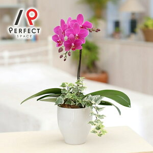 Ӓ  v[g Mtg j CeA }CN zCgECgsNErrbgsNECG[ ~fBӒ1{{ϗtAO[~bNXӒMTCYyŒZE