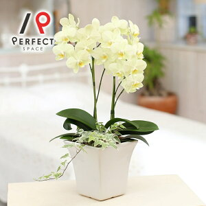 �Ӓ��� �� �v���[���g �M�t�g ���j�� �C���e���A �}�C�N�� �z���C�g�E���C�g�s���N�E�r�r�b�g�s���N�E�C�G���[ �~�f�B�Ӓ���2�{�����{�ϗt�A���O���[���~�b�N�X�Ӓ���L�T�C�Y�y�ŒZ�E����