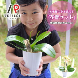 【最大P10倍】胡蝶蘭 花 プレゼント ギフト お祝い インテリア マイクロ ホワイト(品種：ユミ)・ピンク(品種：チュンリー)・イエローオレンジ系 ミディ胡蝶蘭花芽2本胡蝶蘭栽培キット【最短・翌日出荷】