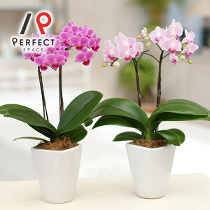 �Ӓ��� �� �v���[���g �M�t�g ���j�� �C���e���A �}�C�N�� ���C�g�s���N�E�r�r�b�g�s���N�E�C�G���[�I�����W�n �~�f�B�Ӓ���2�{�����e�[�u���Ӓ����y�ŒZ�E�����o�ׁz