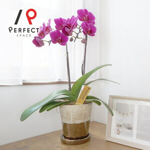 Ӓ  v[g Mtg j CeA CgsNErrbgsNECG[n ~fBӒ2{S[hNbNӒyŒZEoׁz