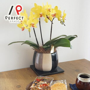 �Ӓ��� �� �v���[���g �M�t�g ���j�� �C���e���A ���C�g�s���N�E�r�r�b�g�s���N�E�C�G���[�n �~�f�B�Ӓ���2�{�����M�y�ČӒ����y�ŒZ�E�����o�ׁz