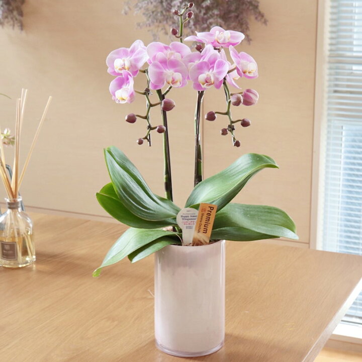 楽天市場 敬老の日 胡蝶蘭 花 ギフト プレゼント お祝い インテリア ホワイト ピンク系 イエロー ミディ胡蝶蘭2本立ち 送料無料 代引き不可 大理石調グラス胡蝶蘭 最短 翌日出荷 パーフェクトスペース カーテン館
