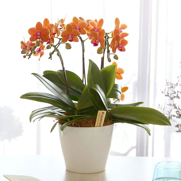 楽天市場 入荷予定確認中 胡蝶蘭 花 プレゼント ギフト お祝い インテリア マイクロ オレンジ ミディ胡蝶蘭３本立ち 品種 パプリカ パプリカオレンジ胡蝶蘭 翌日出荷 パーフェクトスペース カーテン館