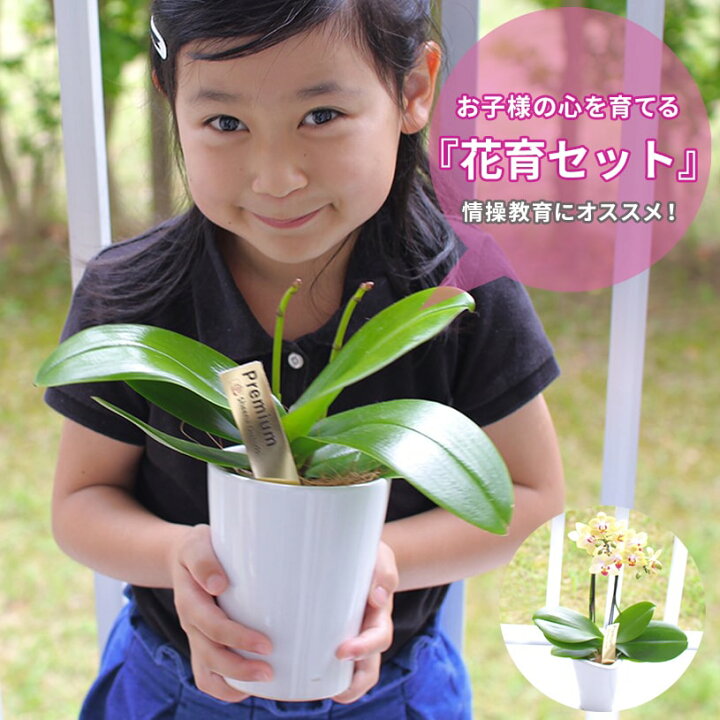 楽天市場 期間限定ポイント5倍 胡蝶蘭 花 プレゼント ギフト お祝い インテリア マイクロ ホワイト 品種 ユミ ピンク 品種 チュンリー イエローオレンジ系 ミディ胡蝶蘭花芽2本胡蝶蘭栽培キット 翌日出荷 パーフェクトスペース カーテン館 楽天市場 期間限定ポイント5倍 胡蝶蘭 花 プレゼント ギフト お祝い インテリア マイクロ ホワイト 品種 ユミ ピンク 品種 チュンリー イエローオレンジ系 ミディ胡蝶蘭花芽2本胡蝶蘭栽培キット 翌日出荷 パーフェクトスペース カーテン館