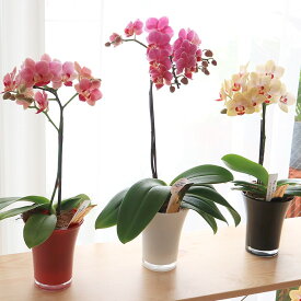 楽天市場 ミディ胡蝶蘭 1本の通販