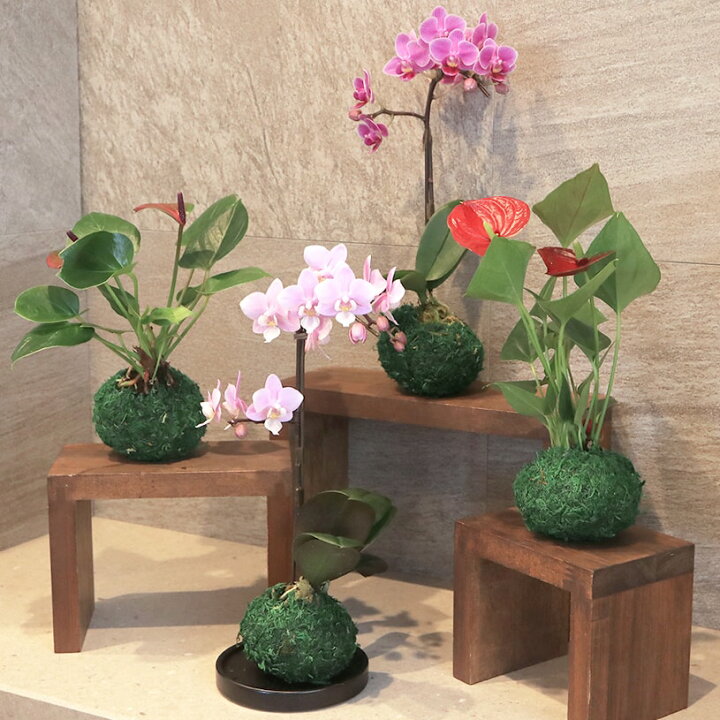 楽天市場 母の日 プレゼント 胡蝶蘭 花 ギフト お祝い インテリア マイクロ ライトピンク ビビットピンク レッド マイクロ胡蝶蘭1本立ち アンスリウム 最短 翌日出荷 代引き不可 苔玉セット パーフェクトスペース カーテン館