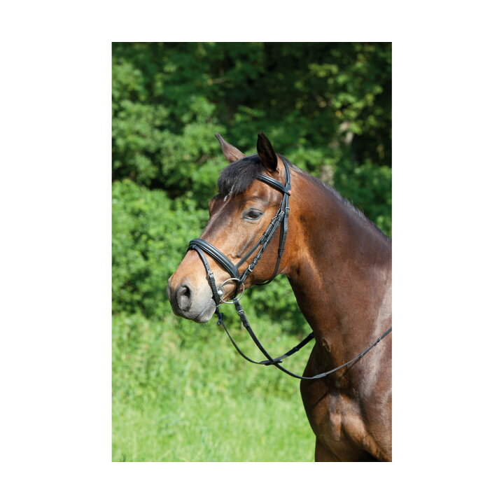 (キーファー) Kieffer 馬用 Ergonomic レザーライン スナッフル ブライドル 乗馬 馬具 ホースライディング 【海外通販】 Pertemba Japan (アビモア) Aviemore 馬用 レザー プレーン ブローバンド 乗馬 額革 馬装 ホースライディング