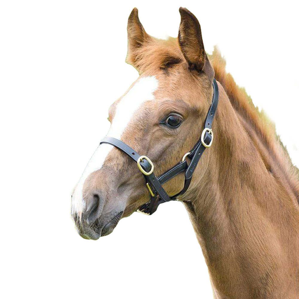 ホットセール 人気商品は 馬装具 馬具 乗馬用品 補助具 調教用具 ブレナム Blenheim 馬用 レザー 調節可能 ヘッドカラー 乗馬 ホースライディング djwillsoftly.com djwillsoftly.com