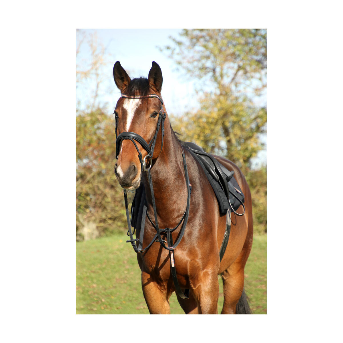 馬具 調教 乗馬用品 馬装 ホースライディング (ハイ) Hy 馬用 Rosciano レザー マルタンガール 乗馬 馬具 ホースライディング 【海外通販】