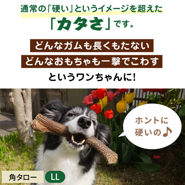 楽天市場 ワンちゃん用の硬いおもちゃ 国産野生鹿の角タロー Ll 1本 いぬ 犬 大型犬 中型犬 歯石 デンタル デンタルケア 鹿角 ガム おもちゃ 玩具 シカの角 ペットアルファー楽天市場店