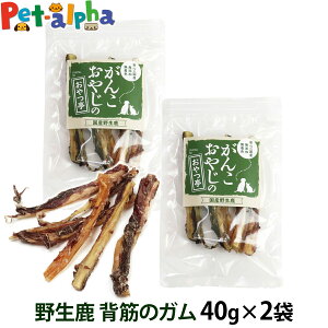   Y Y 񂱂₶̂ Y쐶w؂̃K 40g WrG J[ Y  VJ   ybg hbO p ybgt[h