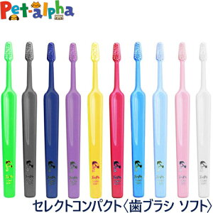 Tepe ey uV ZNgRpNg \tgilpj×1{(uV ͂Ԃ炵  l q ǂ ȗ\h oPA)(yam)