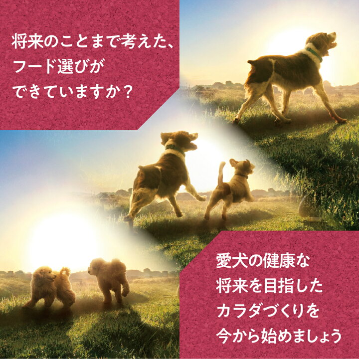 720円 2022新作モデル 犬 ドックフード フィジカルライフ800g×2セット1歳〜おもちゃ おまけ付き