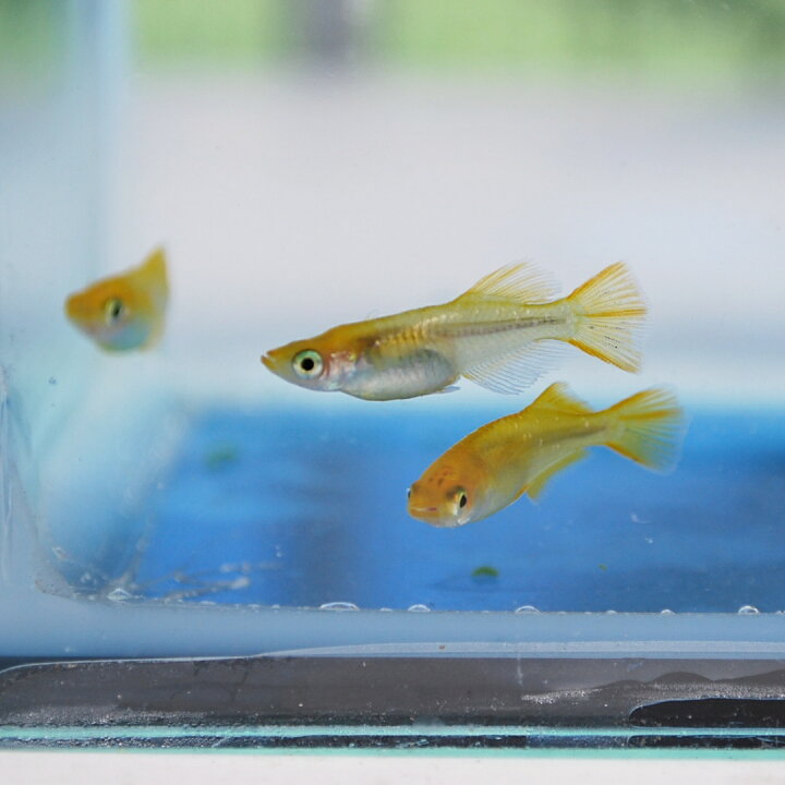 楽天市場 長州夢めだか 黄金メダカ 透明燐 ヒカリ 5匹セット 成魚 生体 P F ペット アンド フィッシュ 楽天市場 長州夢めだか 黄金メダカ 透明燐 ヒカリ 5匹セット 成魚 生体 P F ペット アンド フィッシュ