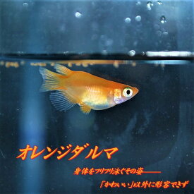 楽天市場 ダルマメダカの通販