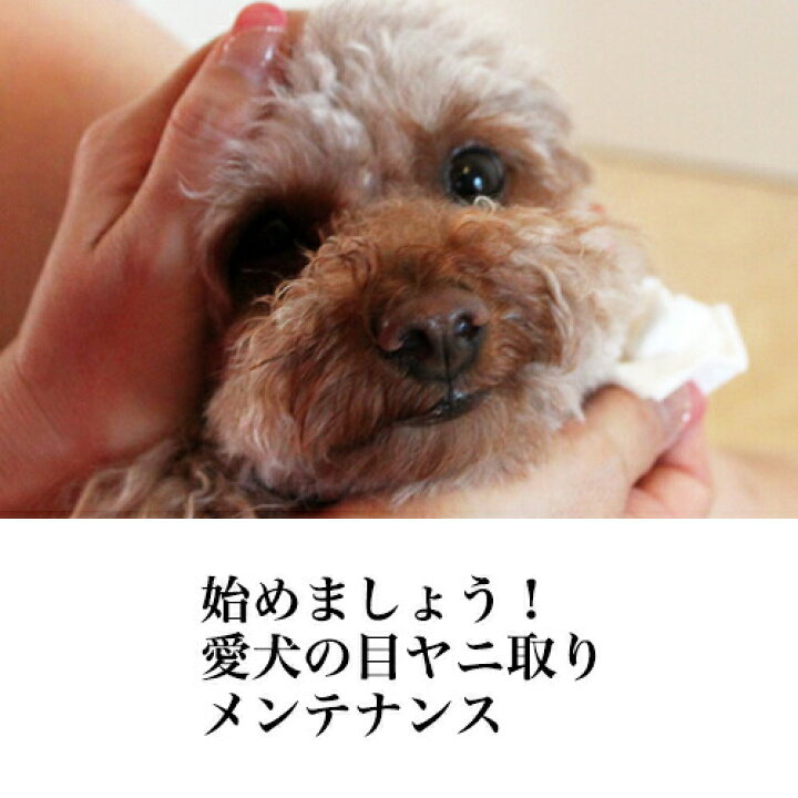 楽天市場 期間限定 11 18まで ポイント5倍 楽天１位 高級 目ヤニ取りクシ ミニコーム 美顔対策 くし コーム グルーミング ブラッシング お手入れ 抜け毛 顔 目元 口 目やに 目ヤニ 犬 涙やけ 涙ヤケ トイプードル ポメラニアン チワワ ダックス ぺったんpet