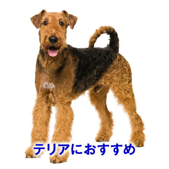 楽天市場 バイオガンス 犬用 シャンプー テリアシークレットシャンプー 250ml テリア用 ライムの香り フランス Biogance 抜け毛 消臭 ペット用品 体臭 臭い フケ かゆみ オーガニック 天然 弱酸性 トリミング サロン トリマー リンス トリートメント
