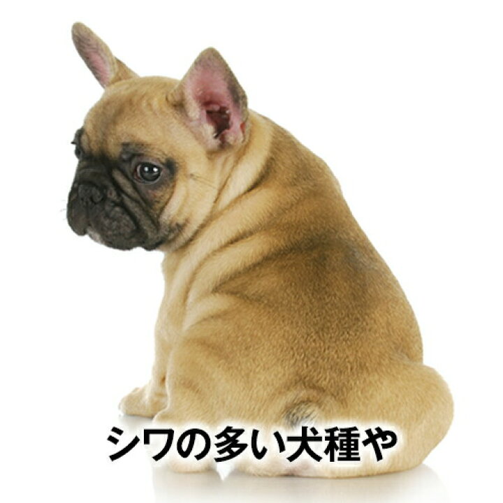 楽天市場 24h限定 11 9 0円 1000円クーポン マイパピーシャンプー バイオガンス 250ml 子犬用 犬用 シャンプー カモミールの花の香り フランス Biogance 消臭 体臭 臭い フケ かゆみ オーガニック 天然 弱酸性 トリミング サロン トリマー
