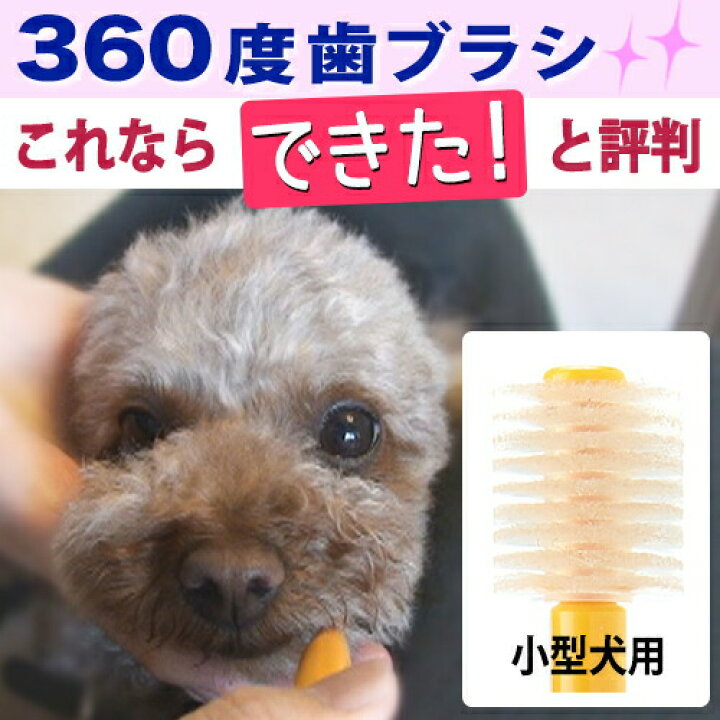 楽天市場 最大p23倍 ペット用 360度 歯ブラシ シグワン 小型犬用 口臭 予防 歯磨き 歯みがき ハミガキ 歯垢 歯石 除去 犬用 ペット 歯周病対策 デンタルケア マッサージ 悪臭 口 よだれ くさい 臭い 磨きやすい 使いやすい 嫌がる 噛む 抜歯 チワワ トイプードル