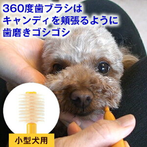 犬 猫 歯ブラシ 360度 歯ブラシ「シグワン」 小型犬用、超小型犬用、猫用 デンタルケア オーラルケア 口腔ケア 歯磨き 歯みがき ハミガキ 歯ブラシ 犬用 子犬 成犬 シニア犬 口臭 予防 歯垢