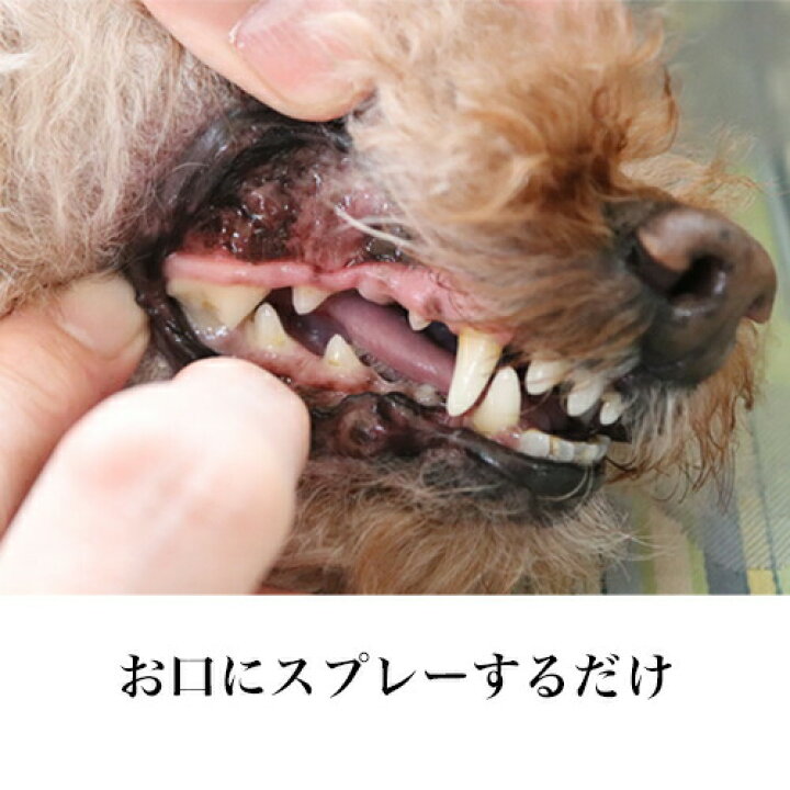 送料無料 犬 猫用 デンタルケア 液体歯磨き リーバスリー Leba Iii ミネルヴァ サイペット 歯磨き 歯みがき 歯垢 歯石 いぬ ねこ ペット ペットグッズ ペット用品 歯石除去 歯ブラシ 歯石取り パグ フレブル お手入れ くさい 臭い ニオイ ぺったんpet ペット