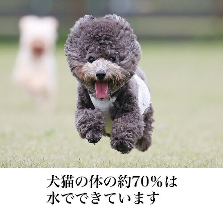 楽天市場 あす楽 ペット用 水 飲料水 アクアプーラ 2l 6本 箱 ケース 犬 猫 ストラバイト 尿路結石症 内臓疾患 ミネラルゼロ ペット 浄水器 ペットウォーター 犬用 猫用 猫用水 水素水 硬度0 軟水 中性 避難用 保存用 非常用 災害 備蓄 備蓄水 防災 非常食