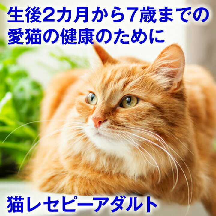 楽天市場 期間限定 100円クーポン ホリスティックレセピー 成猫用 1 6kg 生後2ヶ月 7歳まで チキン ライス 猫 ネコ ねこ 用品 キャットフード えさ 餌 エサ ごはん ご飯 子猫 成猫 シニア 尿結石 尿路 尿 毛玉 ヘアボール 肥満 ぺったんpet 楽天市場 期間限定 100円クーポン ホリスティックレセピー 成猫用 1 6kg 生後2ヶ月 7歳まで チキン ライス 猫 ネコ ねこ 用品 キャットフード えさ 餌 エサ ごはん ご飯 子猫 成猫 シニア 尿結石 尿路 尿 毛玉 ヘアボール 肥満 ぺったんpet