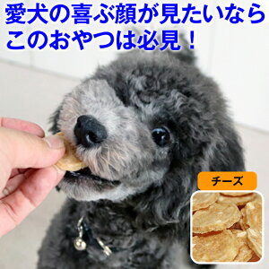 50~N[|E29܂Łbt   Y  W[L[ Yu`bvXg[[vv[/`[Y//ΉF { ᎉb VRf N _CGbg Fm\h w