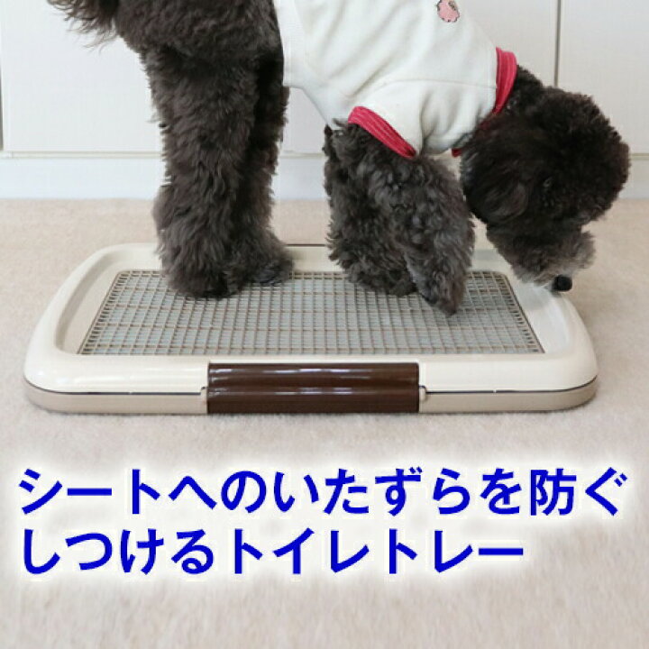 楽天市場 犬用 トイレ しつけるトイレトレー メッシュプラスs 48cm 35cm いたずら防止 メッシュ付き トイレ シート の 交換 が 楽 犬 イヌ ペット 用品 しつけ 躾 トレーニング イタズラ ペット シーツ パピー シニア 子犬 成犬 老犬 高齢 小型犬 トイプードル
