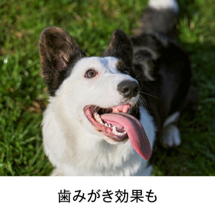 楽天市場 最大p14倍 犬 おもちゃ スーパーロープ Lサイズ 犬用品 いぬ ペット ペットグッズ ペット用品 ドッグトイ オモチャ 玩具 ロープ 紐 スクィーカー 鳴り笛 中型犬 大型犬 歯磨き ハミガキ はみがき デンタルケア 口臭 対策 歯垢 歯石 噛む 柴犬 コーギー