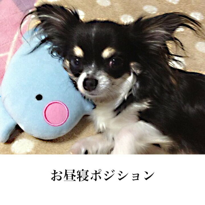 楽天市場 期間限定 11 3 11 59まで 12 ワンにゃん Offクーポン リスさん 犬 猫 あごまくら 落ち着く茶色でほっこリス ぬいぐるみ 犬のおもちゃ 猫のおもちゃ 抱き 枕 睡眠 熟睡 抱っこ リラックス 昼寝 遊び マクラ 寝心地 かわいい まったり ぺったんpet