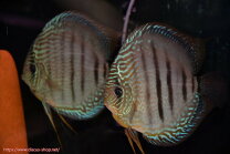 楽天市場】ディスカス ペア（熱帯魚・アクアリウム｜ペット・ペット 