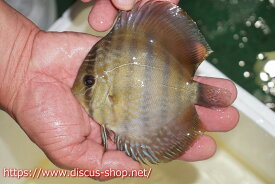 楽天市場 珍しい 魚 ペット ペットグッズ の通販 楽天市場 珍しい 魚 ペット ペットグッズ の通販