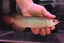 楽天市場】熱帯魚 アロワナ レッドの通販