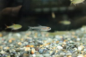 楽天市場 フェアリー 熱帯魚 アクアリウム ペット ペットグッズ の通販