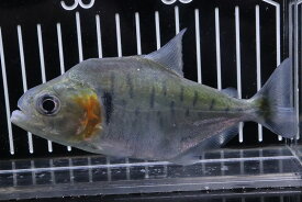 楽天市場 淡水魚 販売の通販