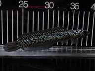 【淡水魚】【通販】上物個体 スターダストダイヤモンドコウイタ【1匹 サンプル画像】(±12-15cm)(生体)(…