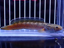 楽天市場】チャンナ（観賞魚｜熱帯魚・アクアリウム）：ペット・ペット 