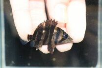 楽天市場】ダトニオ パーフェクトバンドの通販