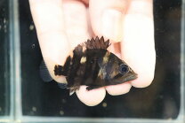 楽天市場】ダトニオ パーフェクトバンドの通販