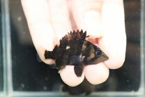楽天市場】ダトニオ パーフェクトバンドの通販